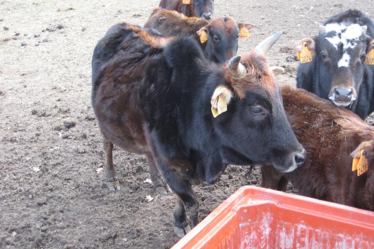Een afbeelding van zwartbont minizeboe 422151.