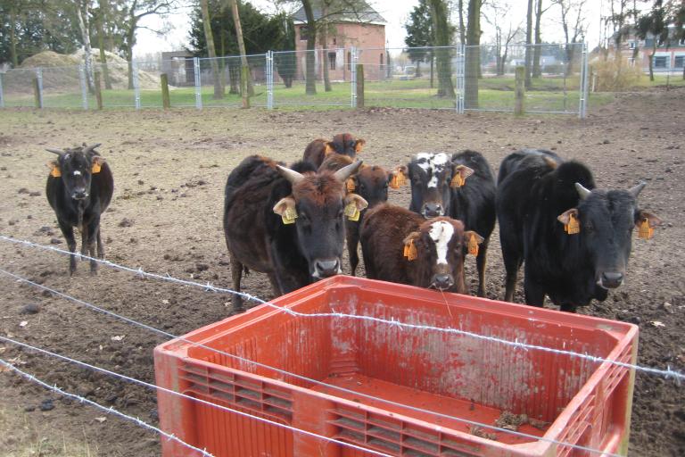 Een afbeelding van zwartbont minizeboe 105999.