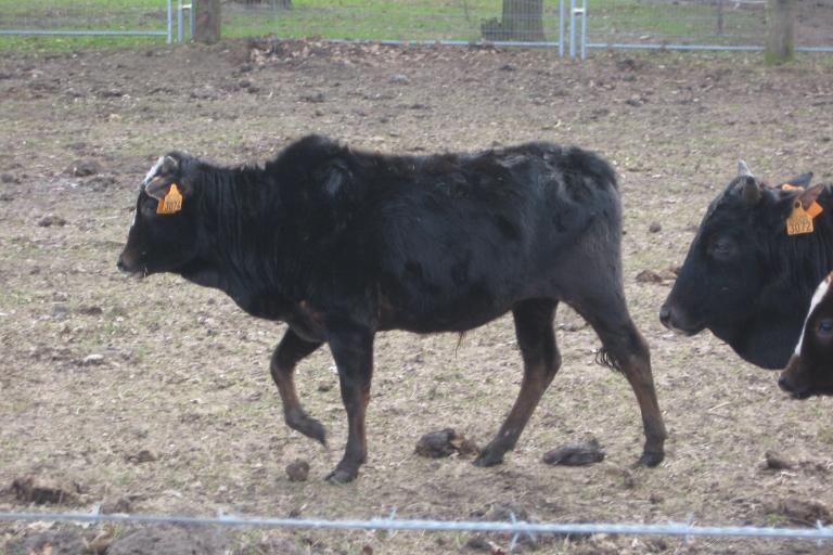 Een afbeelding van zwartbont minizeboe 17682.