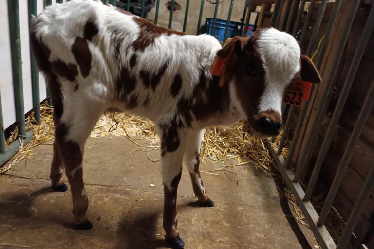 Een afbeelding van baggerbont-rood minizeboe Radjah van de Zeboehoeve - 889430.