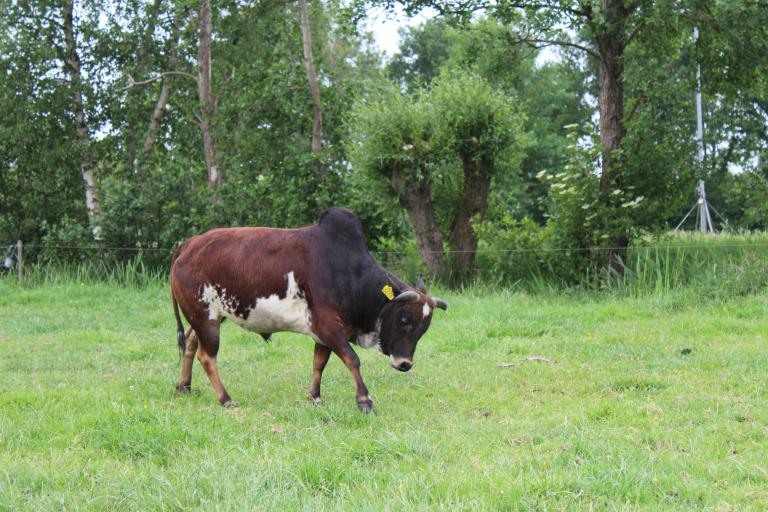 Een afbeelding van roodbont minizeboe Beest - 926466.