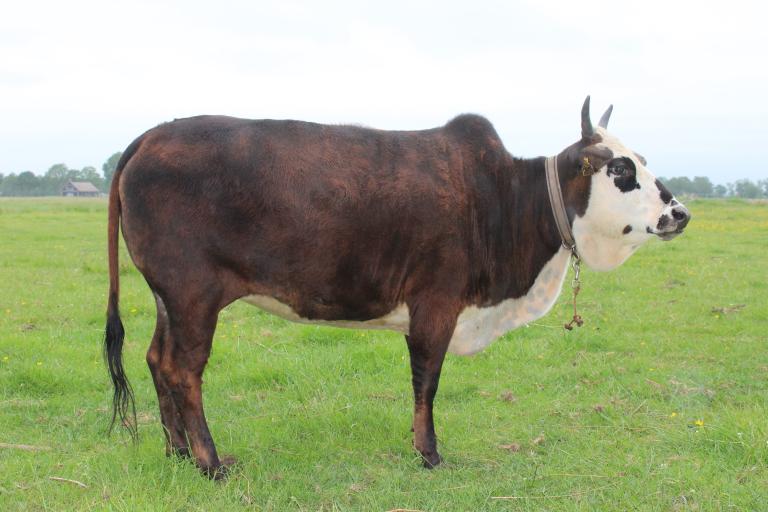 Een afbeelding van blaarkop-rood minizeboe Hanna van de Langewold - 580887.