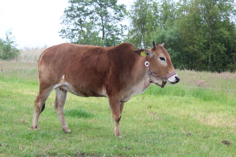 Een afbeelding van eenkleurig-rood minizeboe Mamma van de Langewold - 528318.