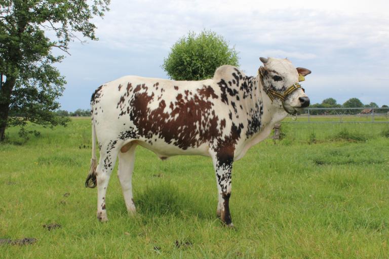 Een afbeelding van rood-wit minizeboe Rico van de Langewold - 983557.