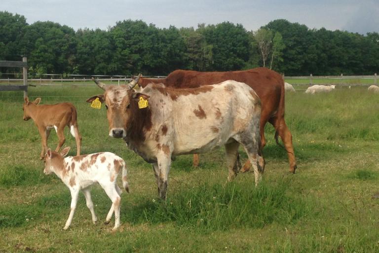 Een afbeelding van roodbont minizeboe Koetje - 413614.