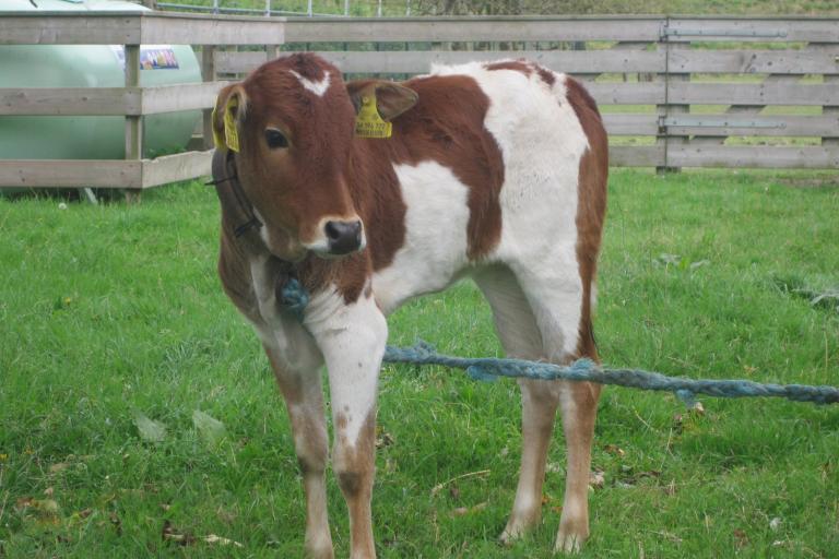 Een afbeelding van roodbont minizeboe Paula - 587113.