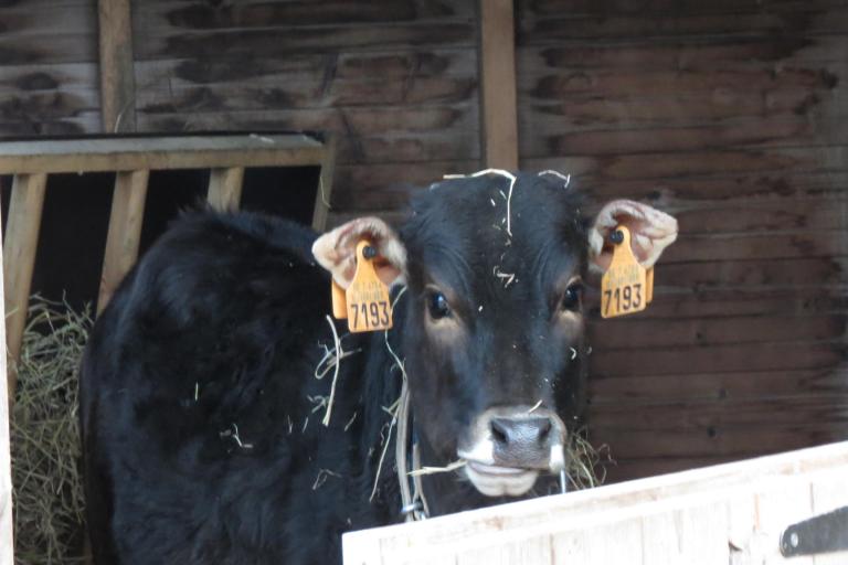 Een afbeelding van eenkleurig-bruint minizeboe BEA - 713682.