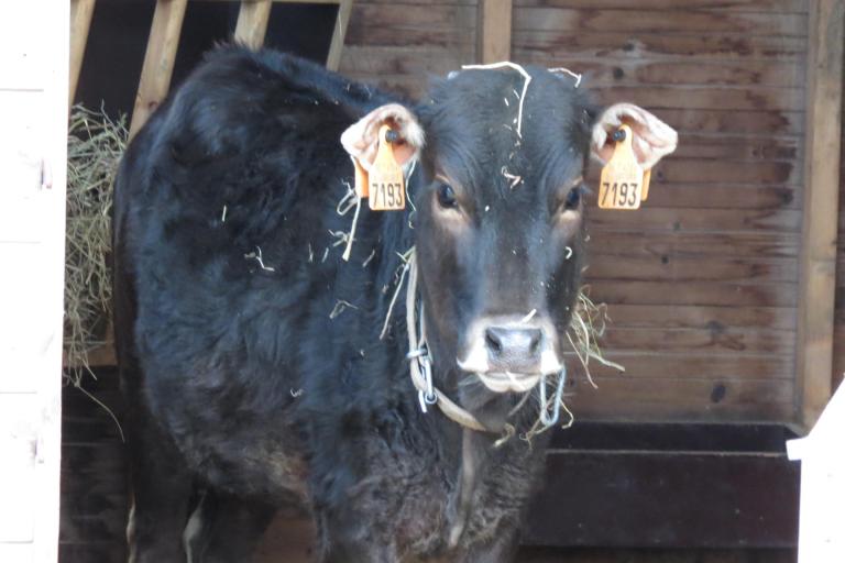 Een afbeelding van eenkleurig-bruint minizeboe BEA - 98964.