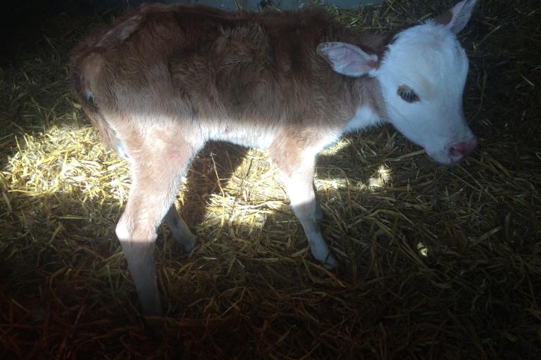 Een afbeelding van blaarkop-rood minizeboe Blanche van de Morlionhoeve - 299366.