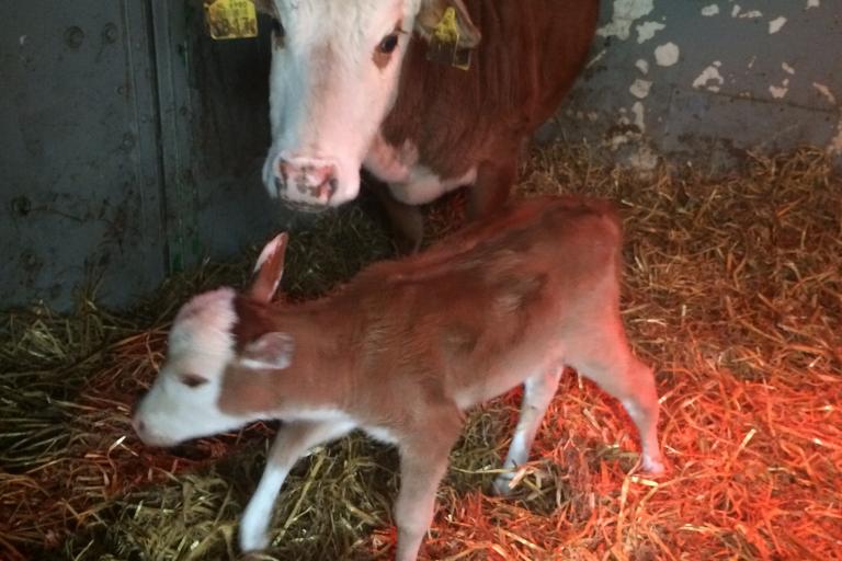 Een afbeelding van blaarkop-rood minizeboe Blanche van de Morlionhoeve - 681549.