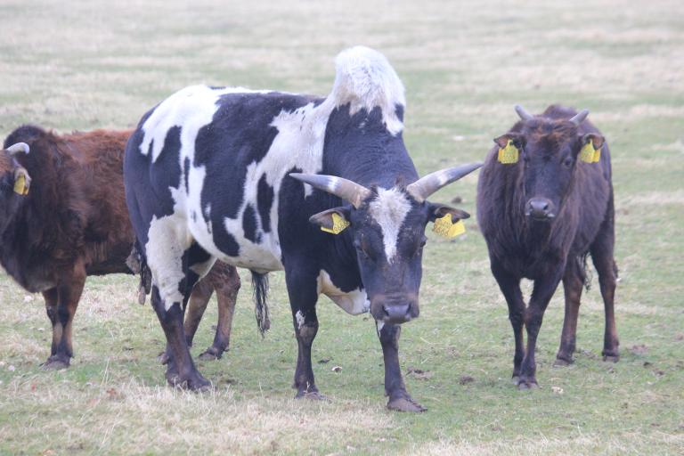 Een afbeelding van zwartbont minizeboe 824441.
