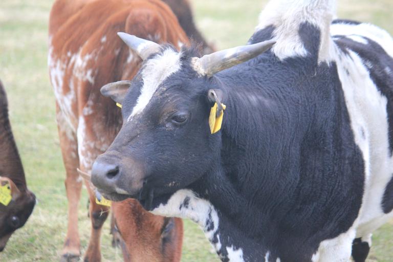 Een afbeelding van zwartbont minizeboe 863693.