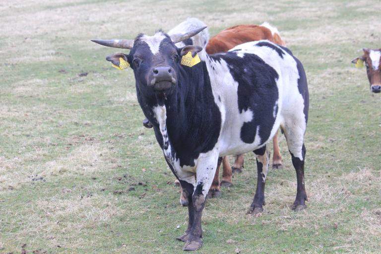 Een afbeelding van zwartbont minizeboe 779427.