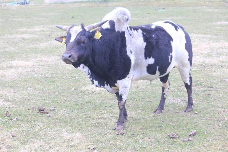 Een afbeelding van zwartbont minizeboe 496301.