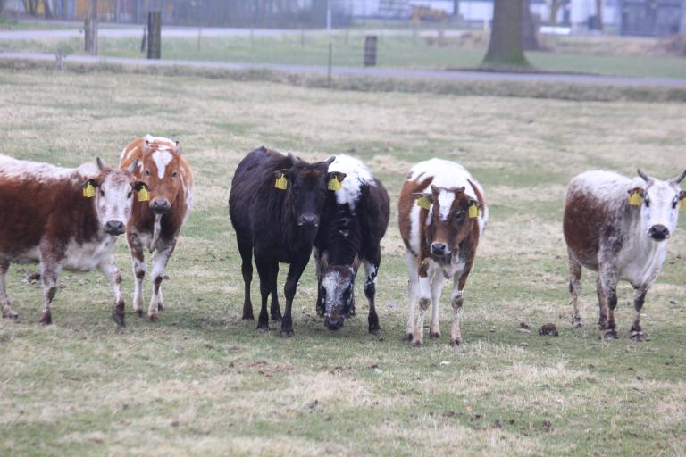 Een afbeelding van zwartbont minizeboe onbekend Epe - 954947.