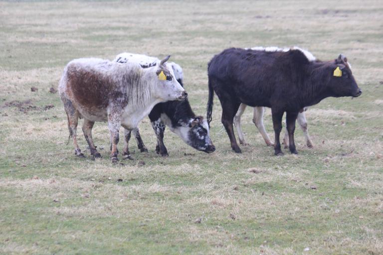 Een afbeelding van zwartbont minizeboe onbekend Epe - 477152.