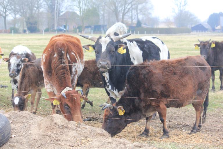Een afbeelding van eenkleurig-bruint minizeboe 764968.