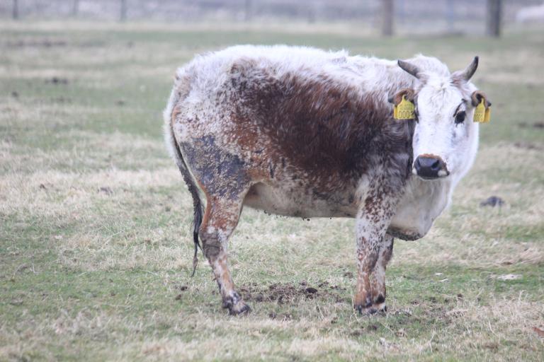 Een afbeelding van zwartbont minizeboe onbekend Epe - 507571.