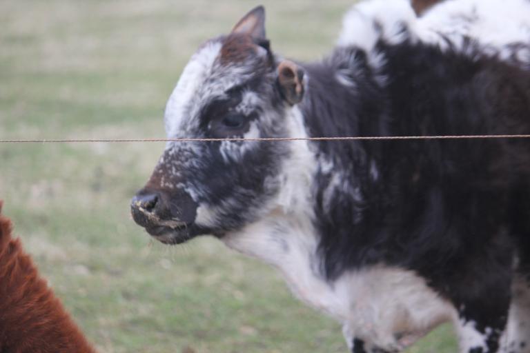 Een afbeelding van zwartbont minizeboe Bertus  - 84587.