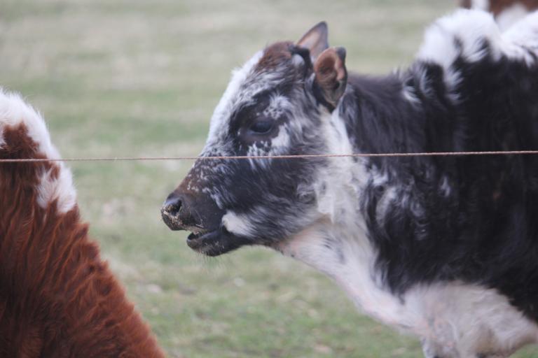 Een afbeelding van zwartbont minizeboe Bertus  - 722038.