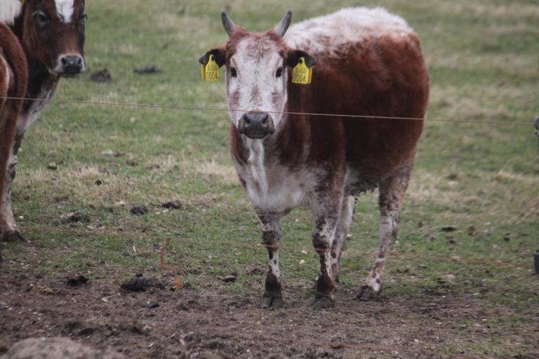 Een afbeelding van rood-wit minizeboe 789756.