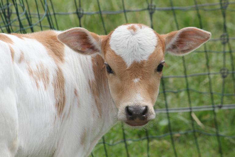 Een afbeelding van roodbont minizeboe Hartje - 738177.