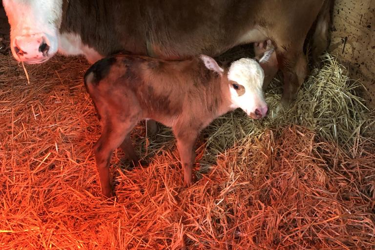 Een afbeelding van blaarkop-rood minizeboe Willy van de Morlionhoeve - 10794.