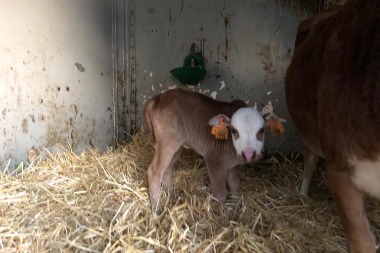 Een afbeelding van blaarkop-rood minizeboe Willy van de Morlionhoeve - 90490.