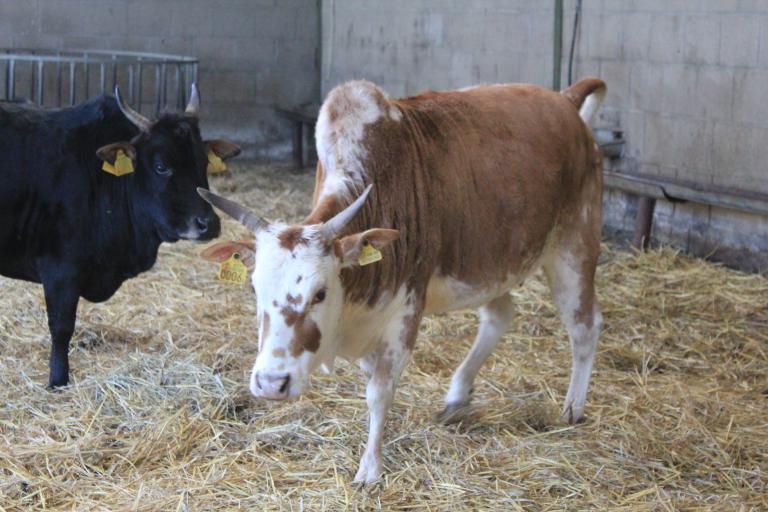 Een afbeelding van rood-wit minizeboe 815256.