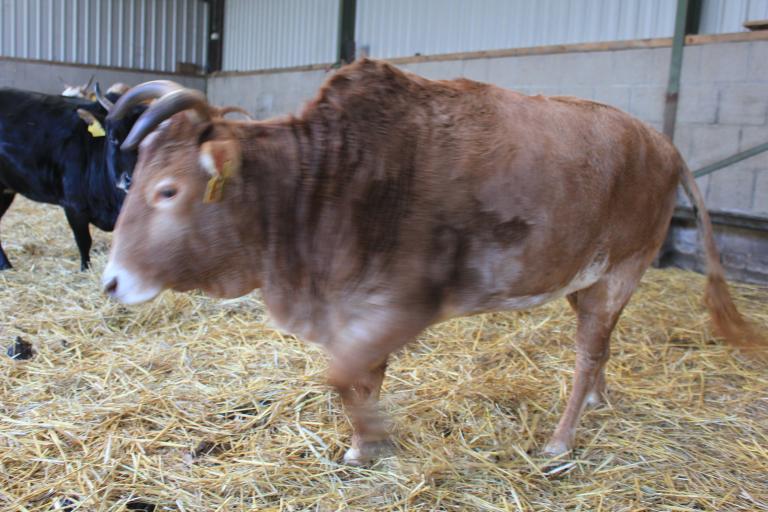Een afbeelding van eenkleurig-bruint minizeboe Loes - 346054.