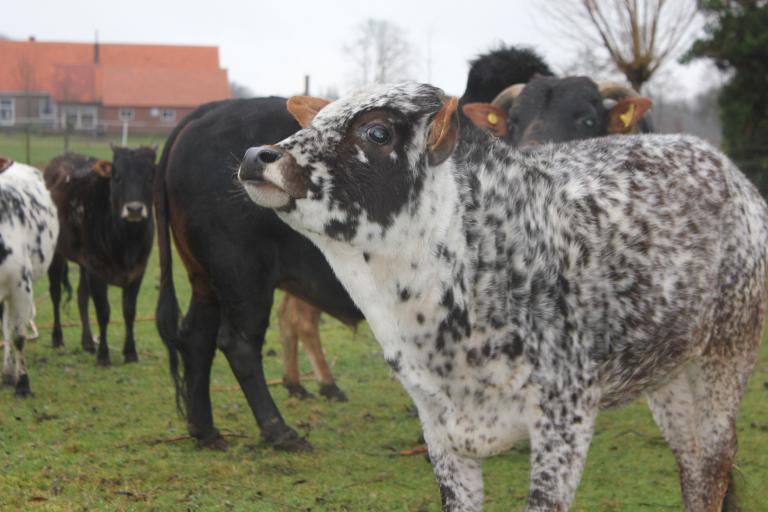 Een afbeelding van driekleur minizeboe Jetje van Wamelhoven - 865948.