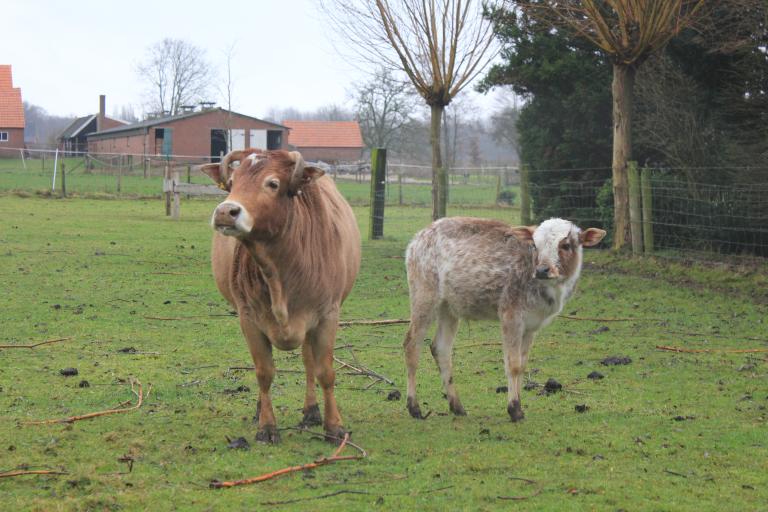 Een afbeelding van eenkleurig-bruint minizeboe Wilma van Wamelhoven - 730108.