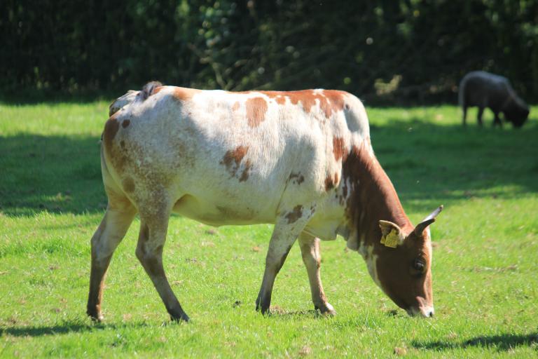 Een afbeelding van roodbont minizeboe Koetje - 700340.