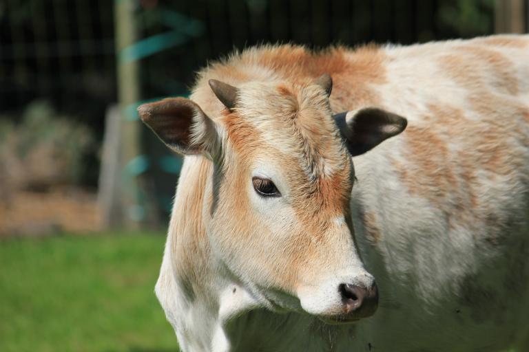 Een afbeelding van roodbont minizeboe Hartje - 331113.