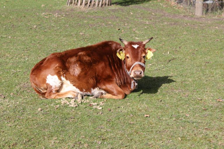 Een afbeelding van eenkleurig-bruint minizeboe Bobbie - 859244.