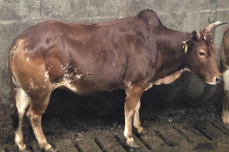 Een afbeelding van roodbont minizeboe ** - 513920.