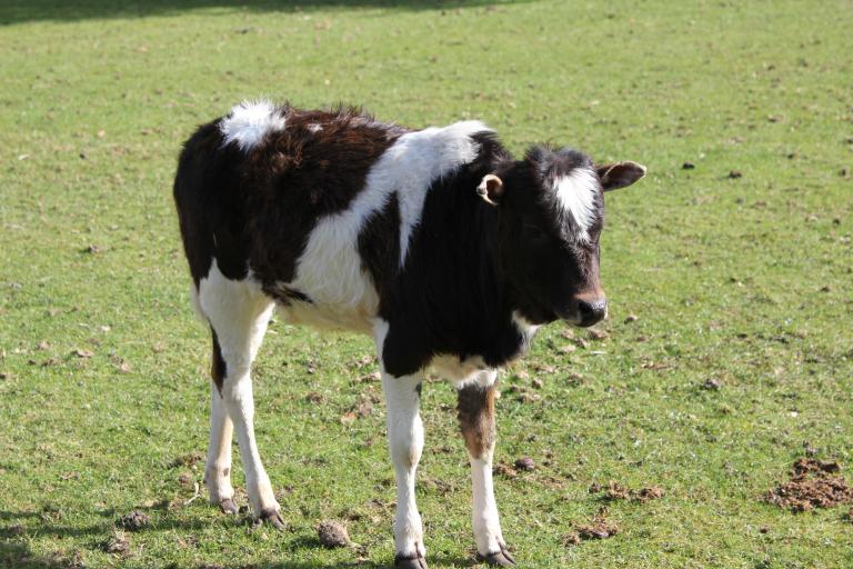 Een afbeelding van roodbont minizeboe Sjors van de Lochemseberg - 933204.