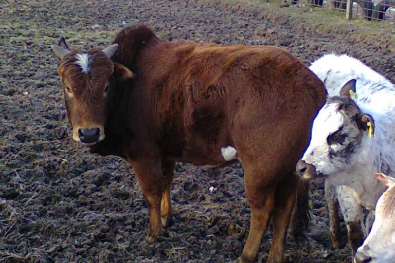 Een afbeelding van rood-wit minizeboe Felix van de Zeboehoeve - 933470.