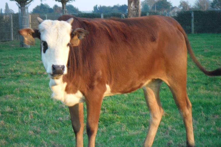 Een afbeelding van blaarkop-rood minizeboe Lulu van de Zeboehoeve - 696264.