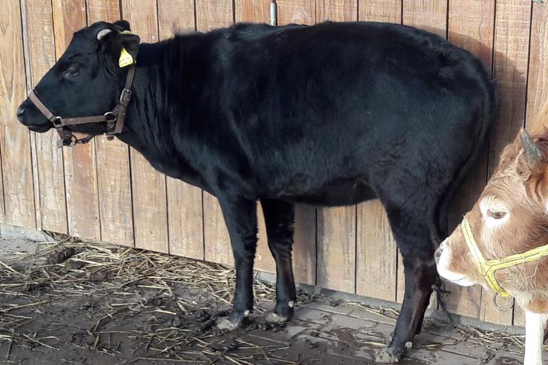 Een afbeelding van eenkleurig-zwart minizeboe Lana (De IJsselhof Menny) - 914034.