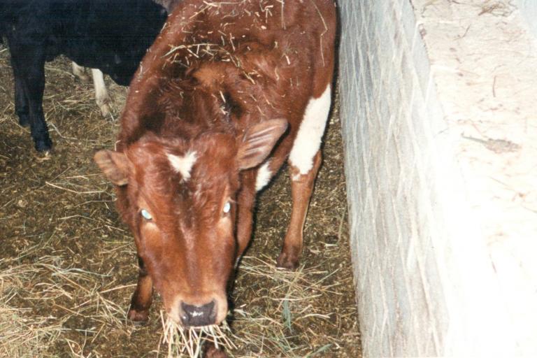 Een afbeelding van  minizeboe Stamhoofd 2273990 09-10-1996 geregistreerd - 284075.