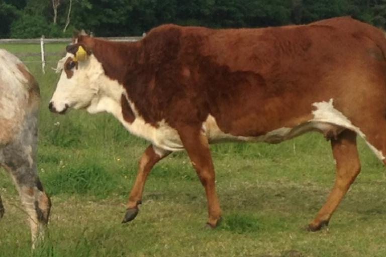 Een afbeelding van blaarkop-rood minizeboe Zus van Koetje - 824333.