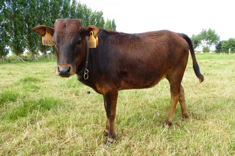 Een afbeelding van driekleur minizeboe Zusje van de Zeboehoeve - 98700.