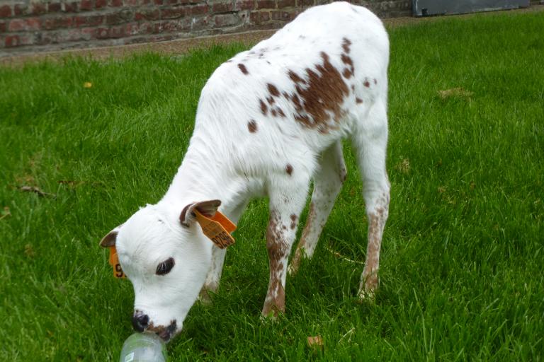 Een afbeelding van rood-wit minizeboe Dempsy van de Zeboehoeve - 649312.