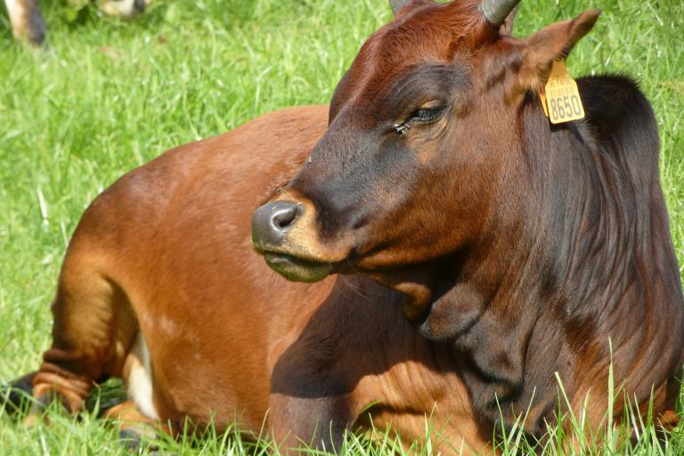 Een afbeelding van driekleur minizeboe Zusje van de Zeboehoeve - 459839.