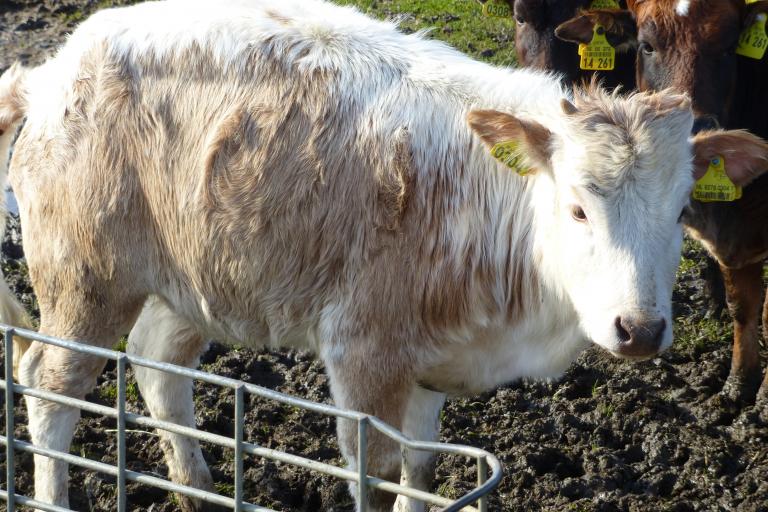 Een afbeelding van roodbont minizeboe Max van de IJselhof - 785247.