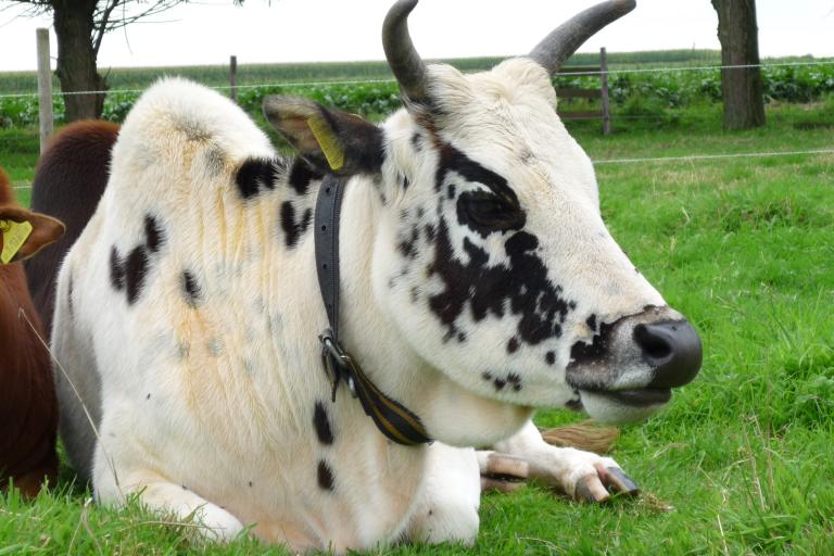 Een afbeelding van roodbont minizeboe Patsy - 94165.
