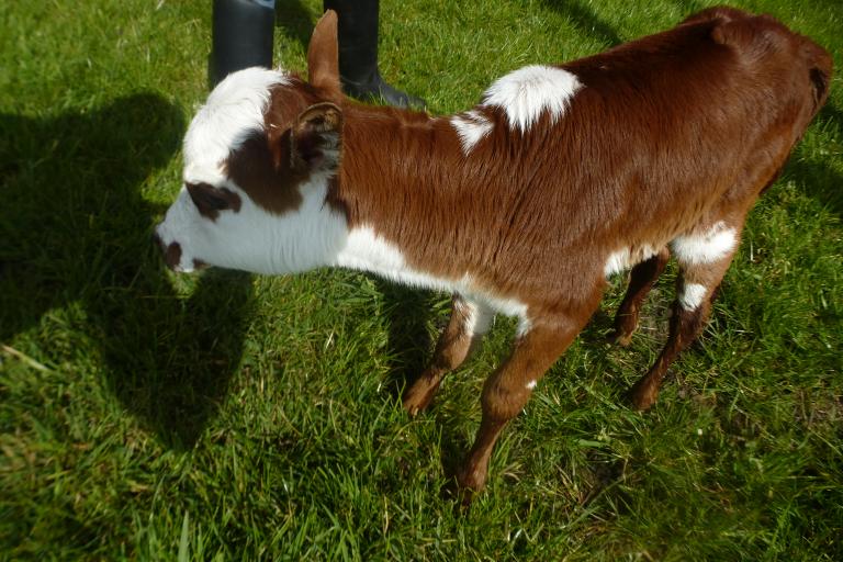 Een afbeelding van blaarkop-rood minizeboe Charlie van de Zeboehoeve - 591222.