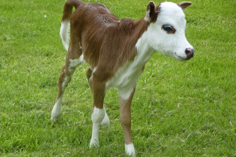 Een afbeelding van blaarkop-rood minizeboe Charlotje van de Zeboehoeve - 63069.