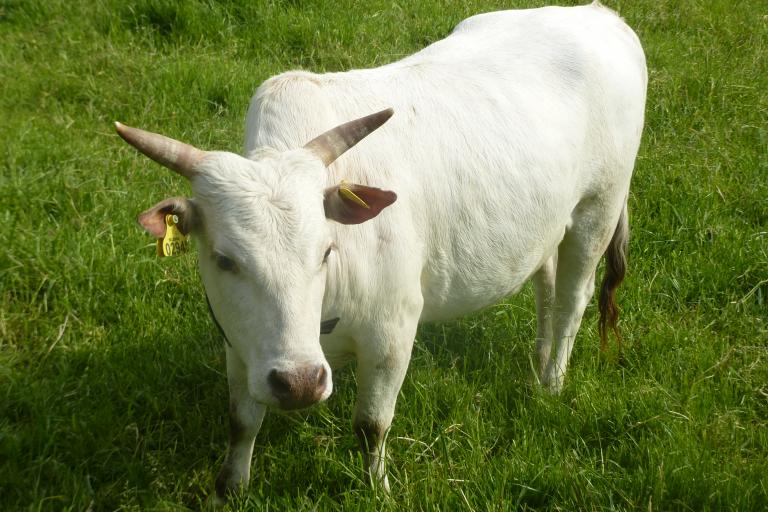 Een afbeelding van eenkleurig-wit minizeboe Bianca van de Ijselhof - 207521.